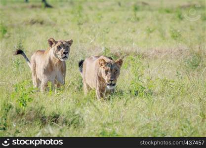 Two Lions walking in high grass in the Chobe National Park, Botswana.