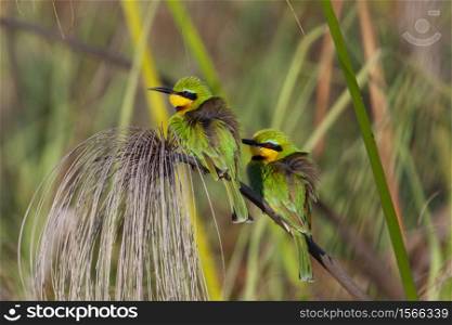 Two Little Bee-Eaters (Merops pusillus) with their feathers puffed up to keep warm in the early morning chill in the Okavango Delta in northern Botswana, Africa.