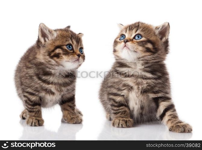 Two little blue eyes kitten. British breed kittens isolated on white background
