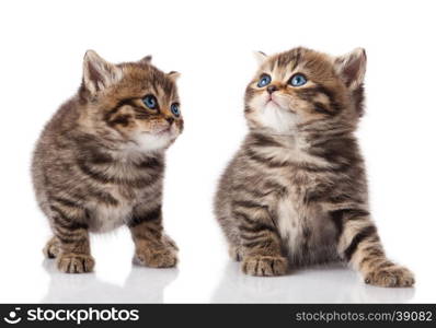 Two little blue eyes kitten. British breed kittens isolated on white background