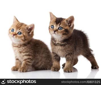 Two little blue eyes kitten. British breed kittens isolated on white background