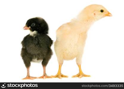 Two little chicken a over white background