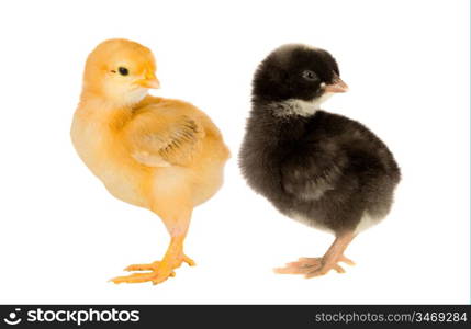 Two little chickens of different colors on a over white background