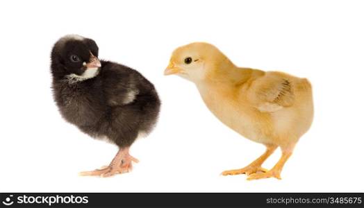 Two little chickens of different colors on a over white background