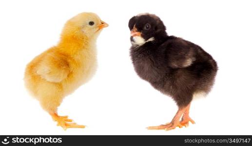 Two little chickens of different colors on a over white background