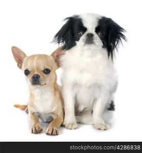 two little dogs in front of white background