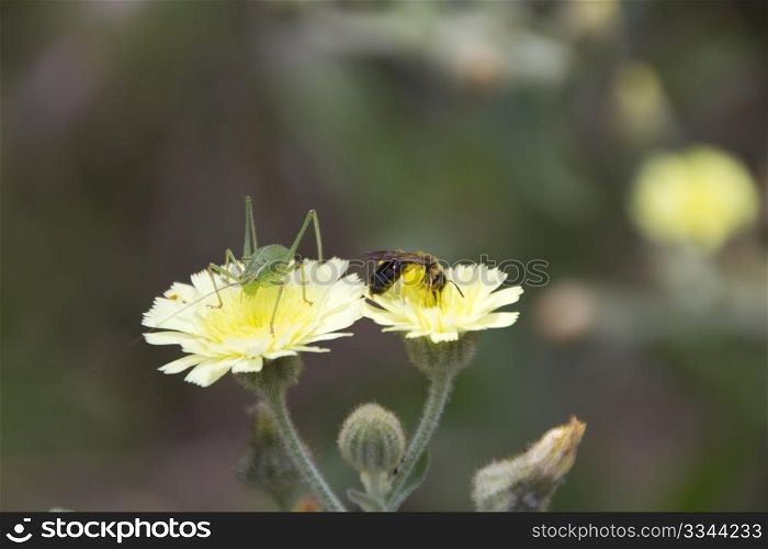 two little insects on yellow wildflowers