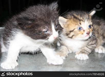 Two little kittens on the black background