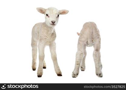 Two little lambs. Two little lambs in front of a white background