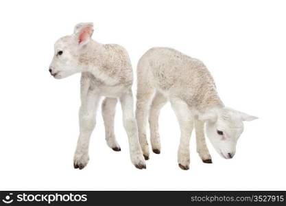 Two little lambs. Two little lambs in front of a white background