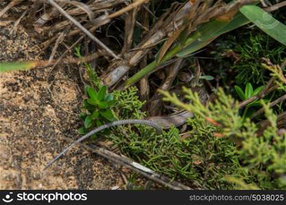 two little lizards playing in the middle of the bush