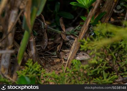 two little lizards playing in the middle of the bush