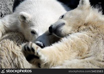 Two little polar bear cubs playing