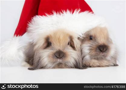 Two little rabbit in a Christmas cap