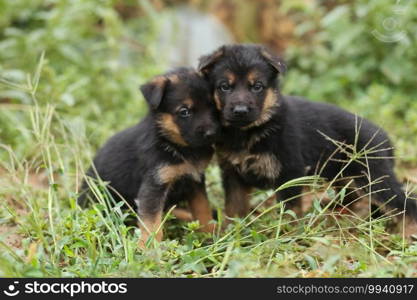 Two little shepherd puppies. Puppies on the lawn.. Two little shepherd puppies. Puppies on lawn.