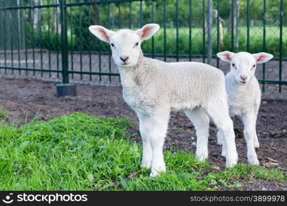 Two little white lambs standing in green grass on sunny day in spring