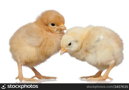 Two little yellow chicken isolated on white background