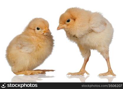 Two little yellow chicken isolated on white background