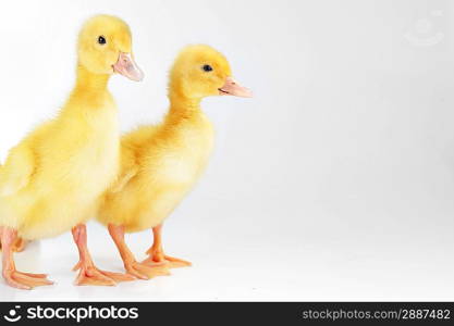 two little yellow fluffy ducklings isolated