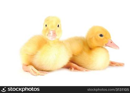two little yellow fluffy ducklings isolated