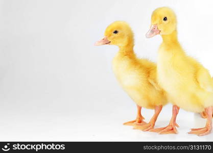 two little yellow fluffy ducklings isolated