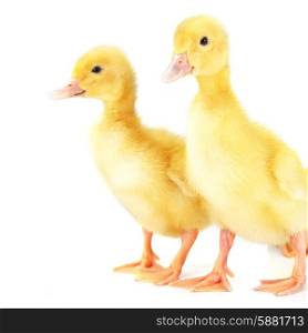 two little yellow fluffy ducklings isolated