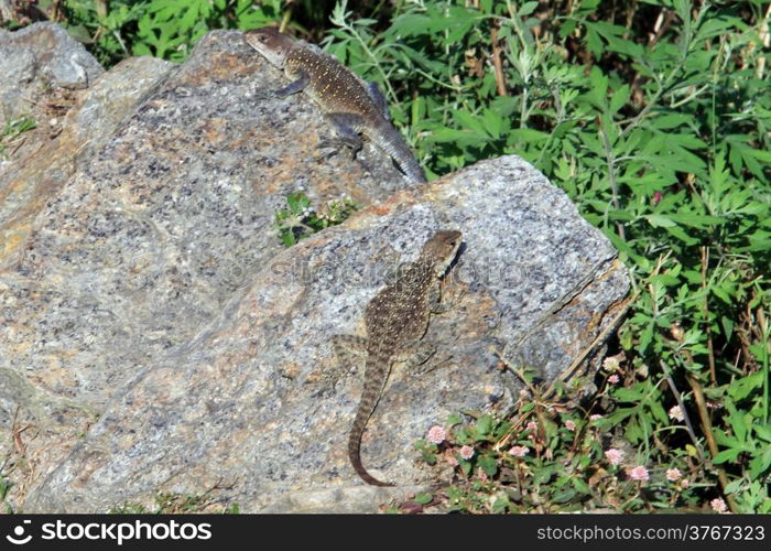 Two lizards on the footpath and green grass