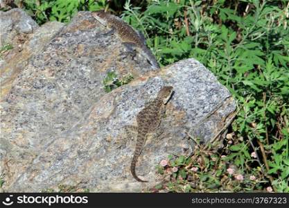 Two lizards on the footpath and green grass