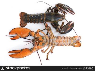 two lobsters in front of white background