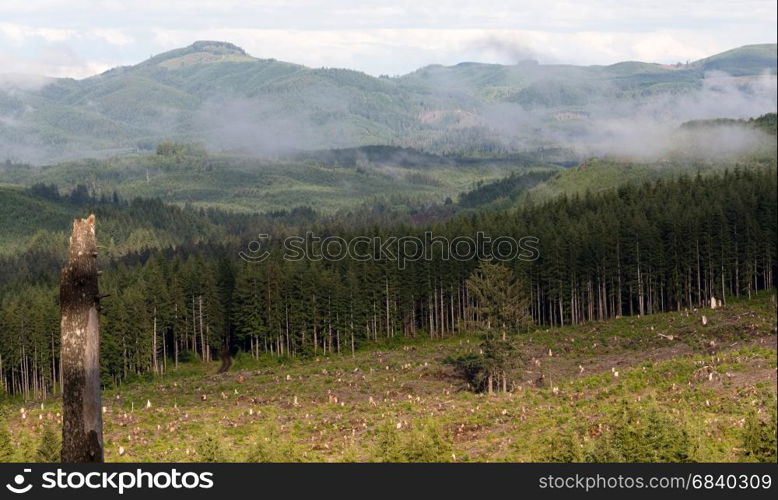 Two lone trees were left in the middle of a logging clearcut in the mountains