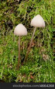 Two lonely mushrooms growing on wet moss green