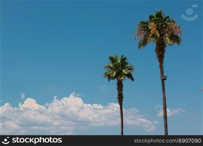 Two Long Green Palm Trees and White Clouds in background