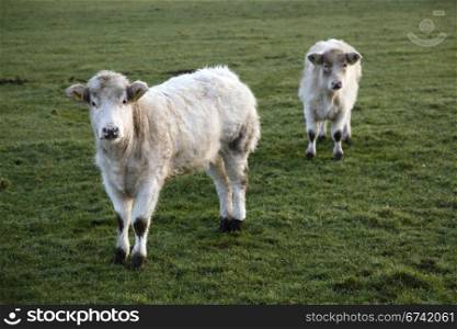 two long haired white calfs in grassy meadow