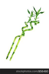 Two Long houseplant stem of Lucky Bamboo (Dracaena Sanderiana) with green leaves, twisted into a spiral shape, isolated on white background