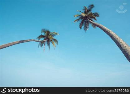 Two long tropical palm trees hang over the ocean beach with clear blue sky as background for copy space