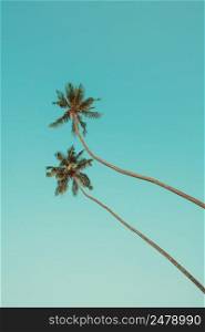 Two long tropical palm trees over blue sky vintage color toned