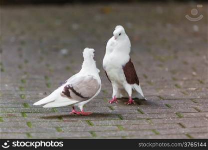 two loving doves. Two pigeon
