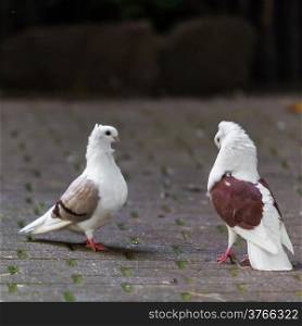 two loving doves. Two pigeon