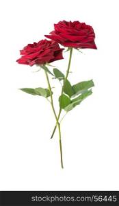 Two luxurious dark-red roses with green leaves isolated on white background, side view. Red roses on a white background