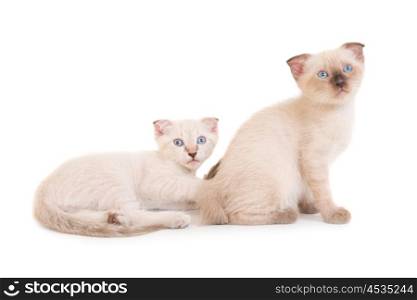 Two lying purebred kittens isolated on white background. Studio shot