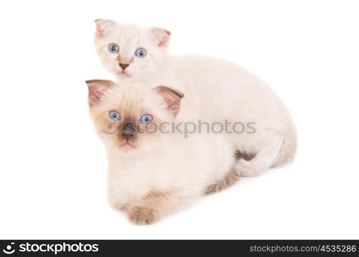 Two lying purebred kittens isolated on white background. Studio shot