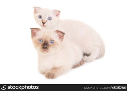 Two lying purebred kittens isolated on white background. Studio shot