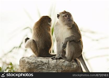 two macaque monkey sitting on big stone