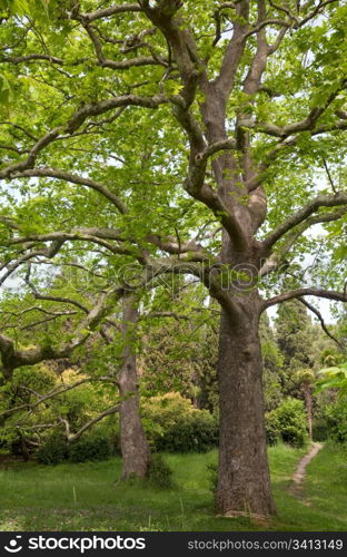 Two majestic plane trees on green summer glade.