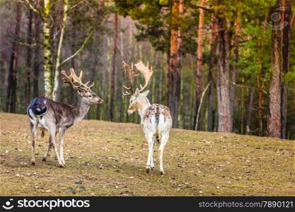 Two male deer in the wild. Deer flock in natural habitat