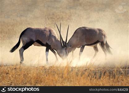 Two male gemsbok antelopes (Oryx gazella) fighting for territory, Kalahari desert, South Africa&#xD;