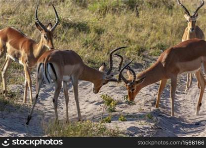 Two male Impala (Aepyceros melampus) lock horns in the Savuti region of northern Botswana, Africa.