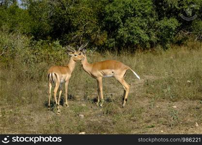 Two male impalas bonding in the wild