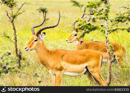 Two male impalas in Nairobi park Kenya Kenya Africa. Two male impalas in Nairobi park