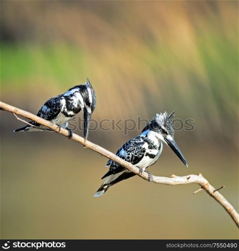 Two male of Pied Kingfisher (Ceryle rudis), sitting on a branch